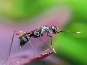 Classe découverte sur le thème des insectes