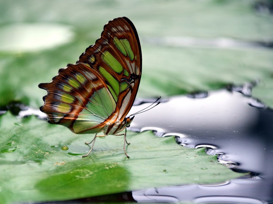 Classe de découverte insectes et eau