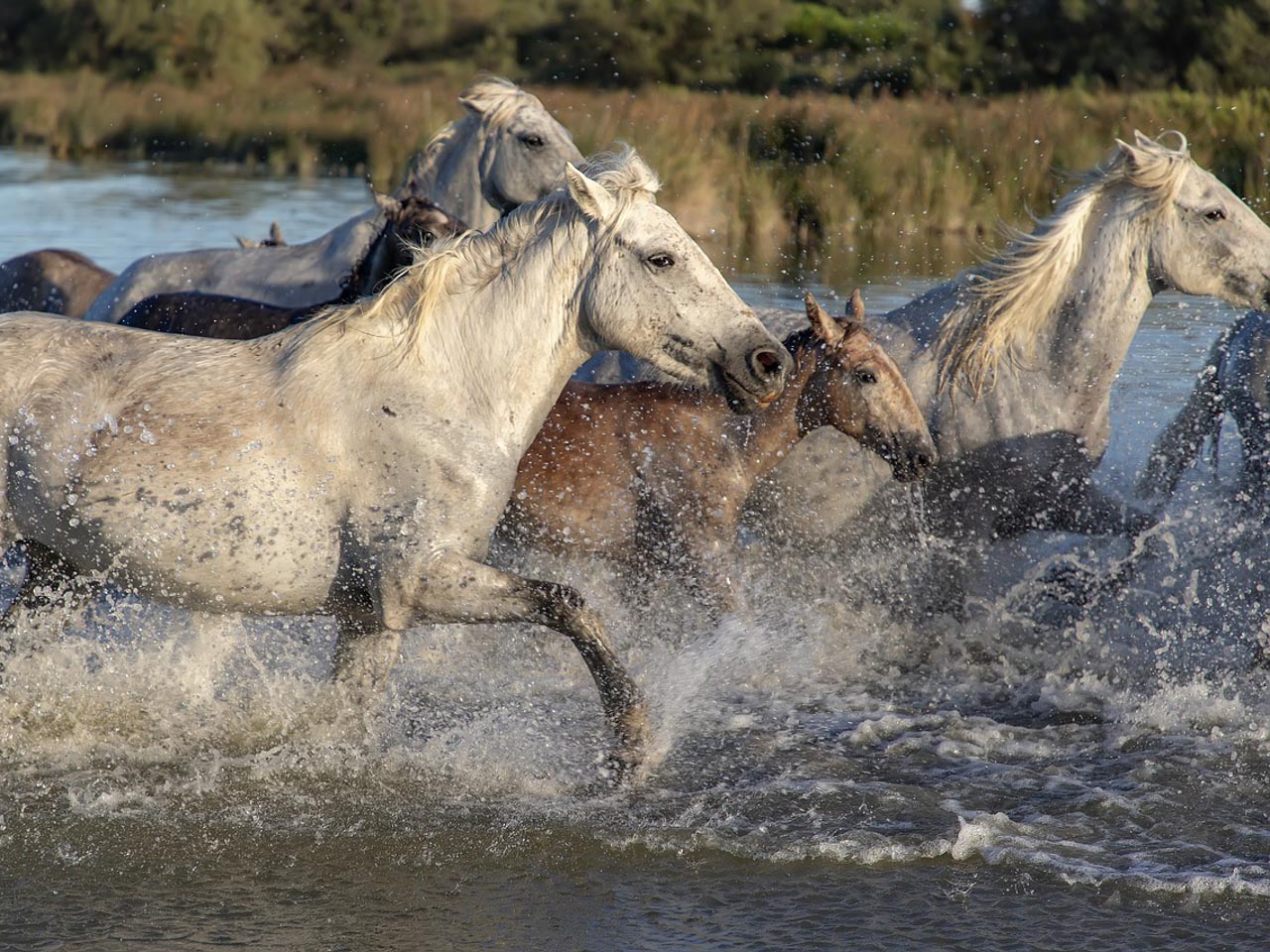 Classe verte en Camargue