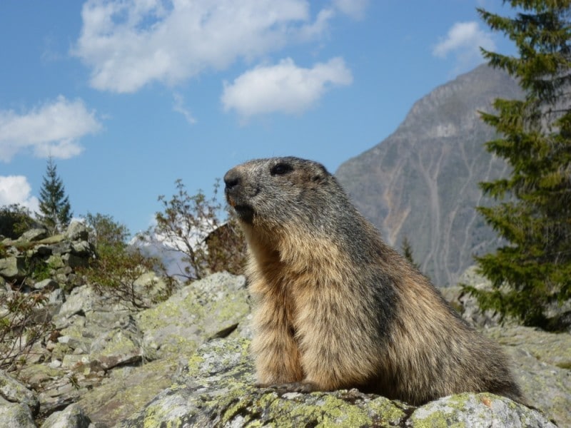 Classe découverte du milieu montagnard
