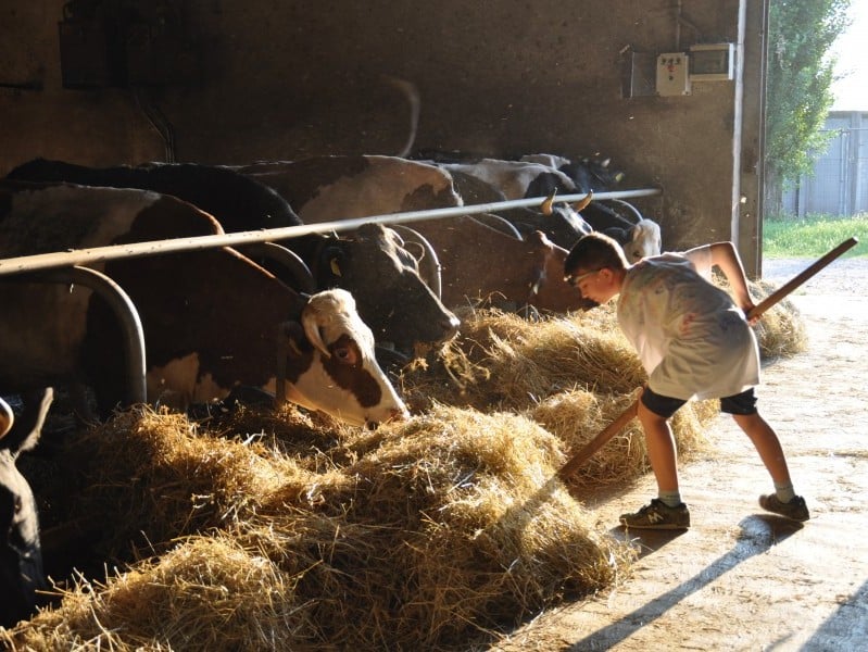 classes thématique sur les animaux