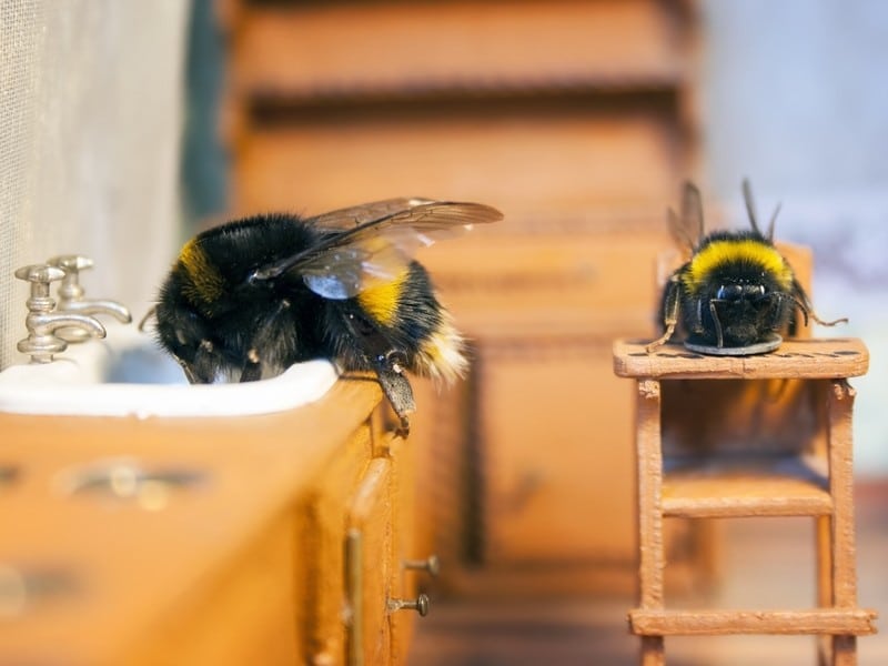Classe découverte thématique sur les insectes et environnement